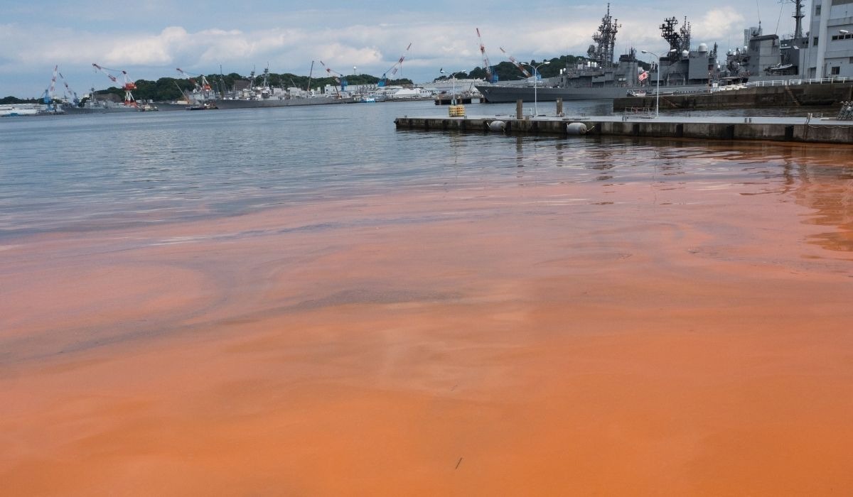 florida red tide in gulf near homes