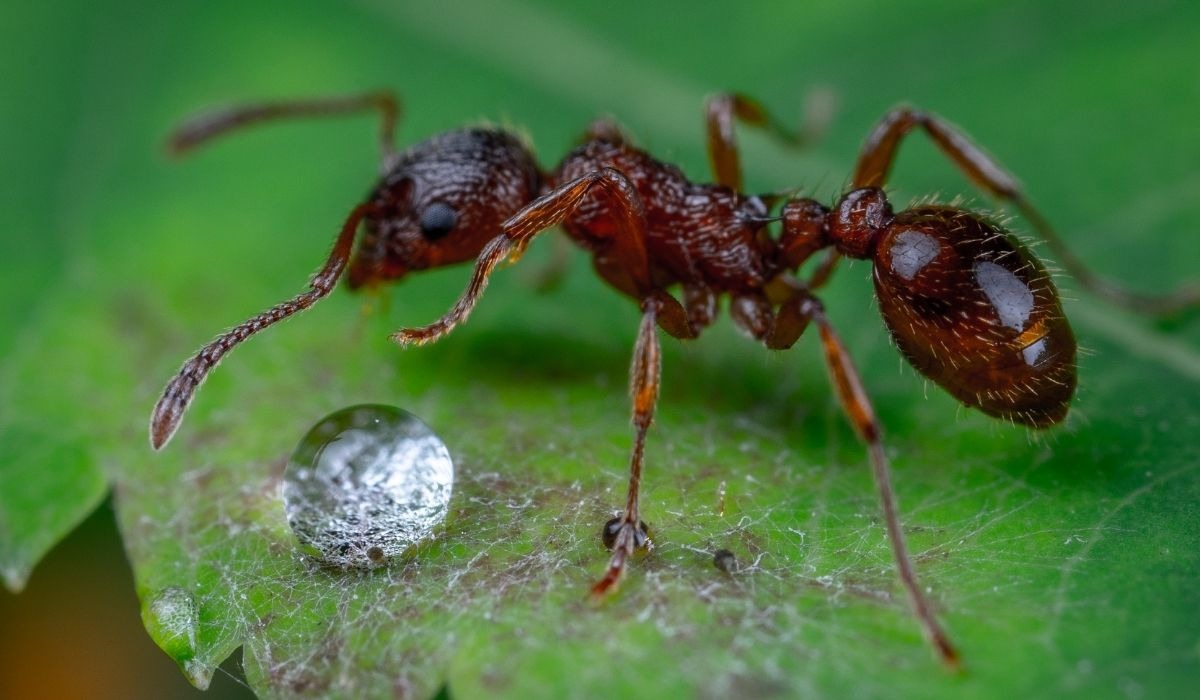 fire-ant on a green leave with water drop