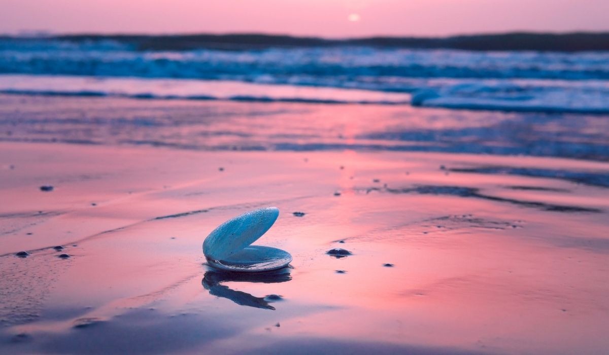 seashell on Florida beach at subset