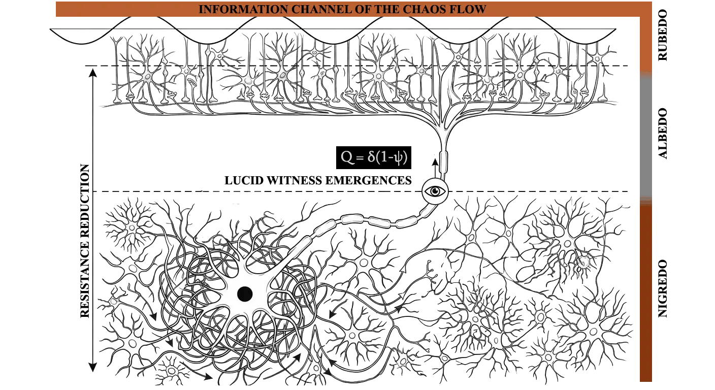 Neural diagram representing accumulation and return of consciousness across three phases