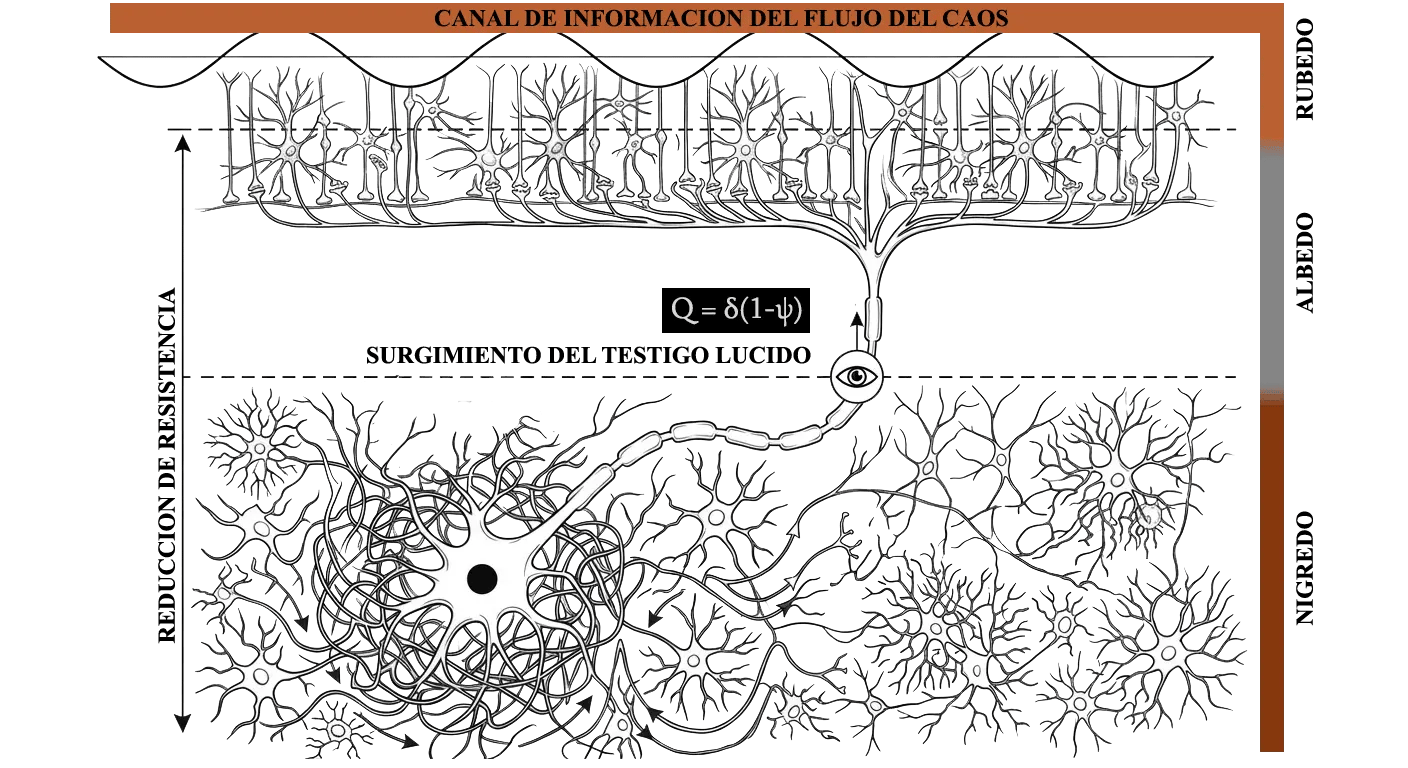 Diagrama neuronal representa la acumulación y el retorno de la consciencia a través de tres fases