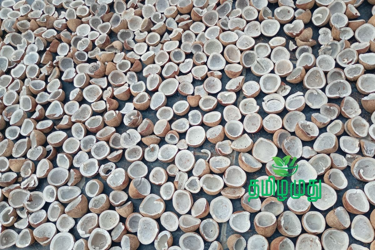 Solar dried copra for Tamilamuthu Pollachi cold pressed coconut oil