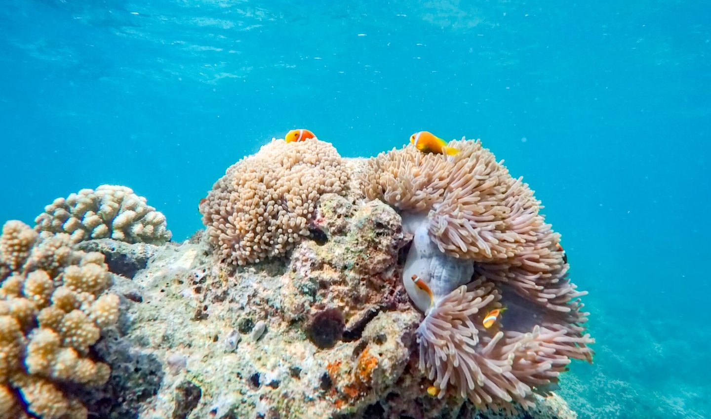 Ozen Life Maadhoo Maldives snorkelling
