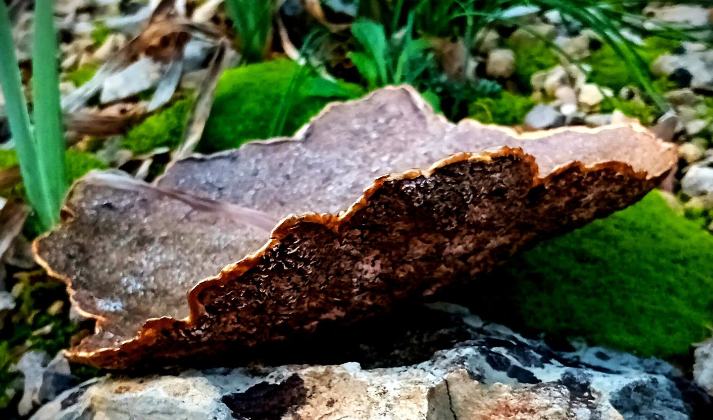 écorce en argile végétale faite à partir de papier recyclé  imitation du bois décor glacis acrylique