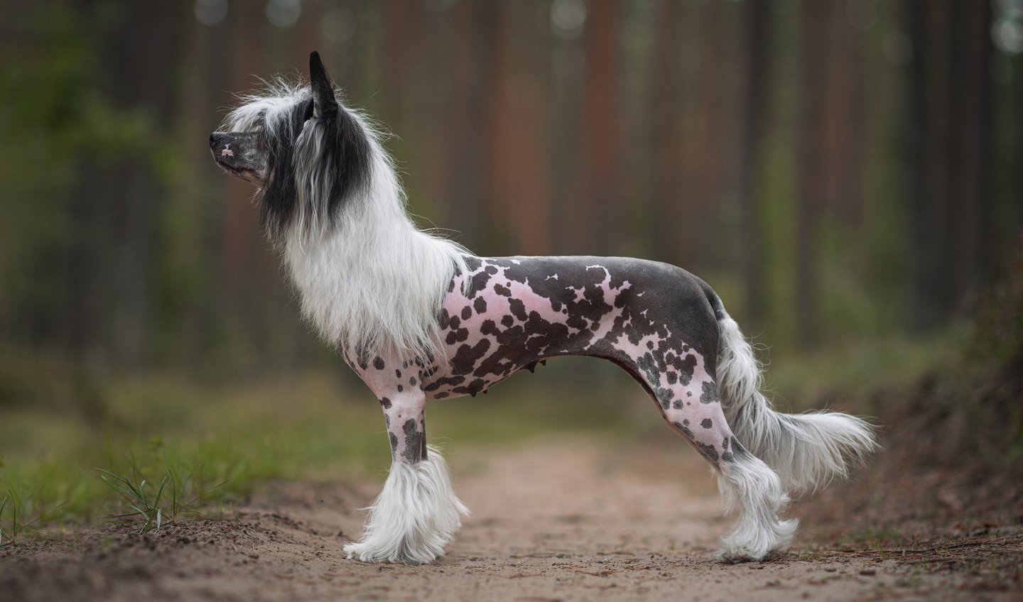 Mano Ponis Isadora Grakstuole FCI