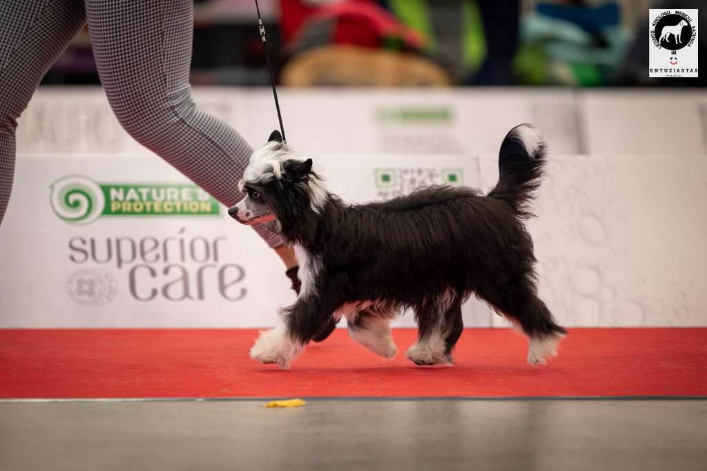 First dog Show 6 Months