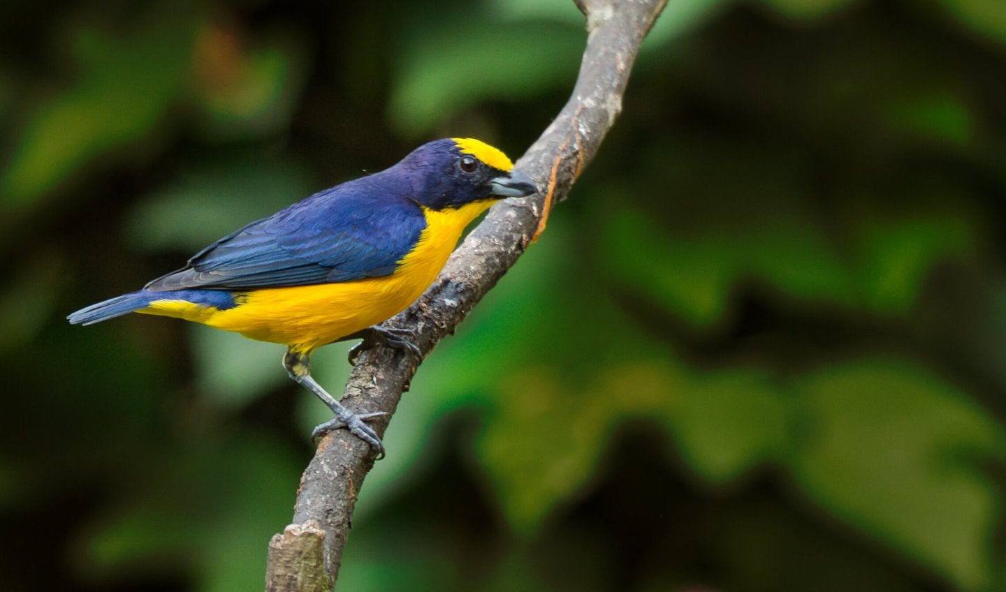 Manu National Park Photography Tour 6 D / 5 N 