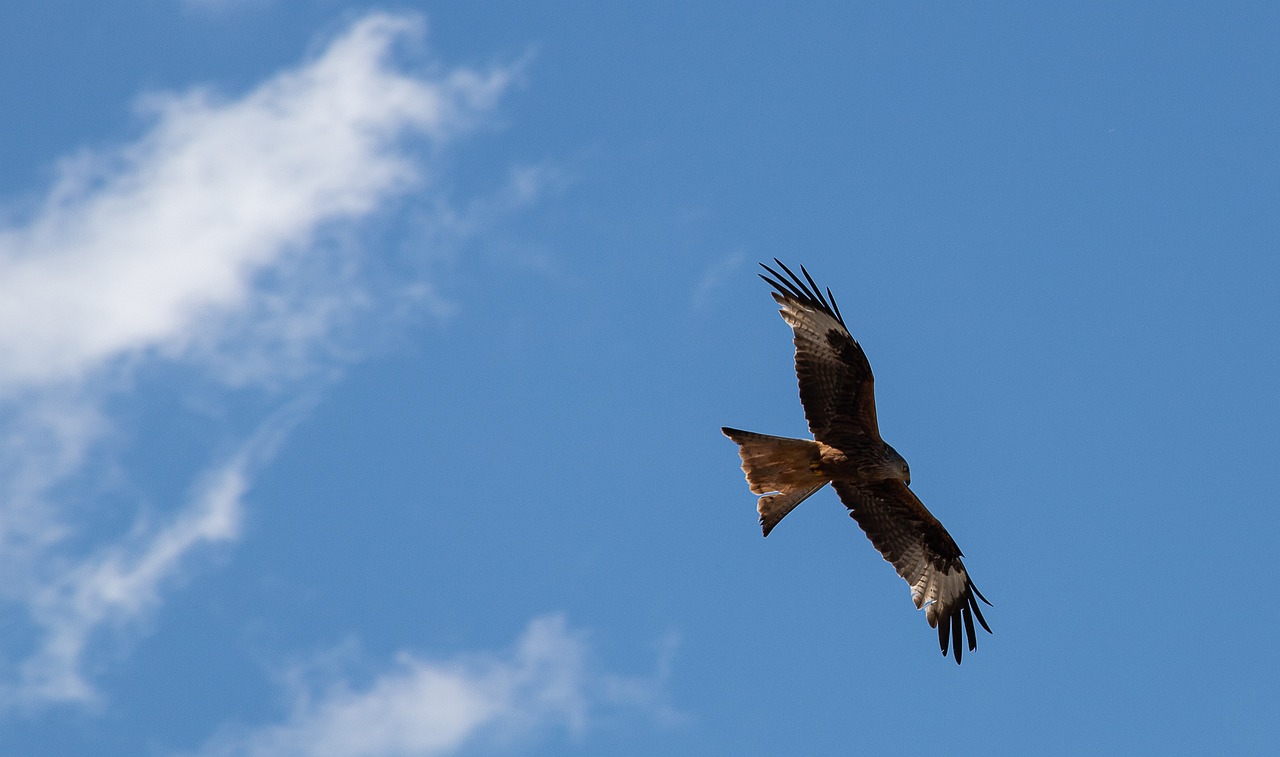 a red kite soaring through the air