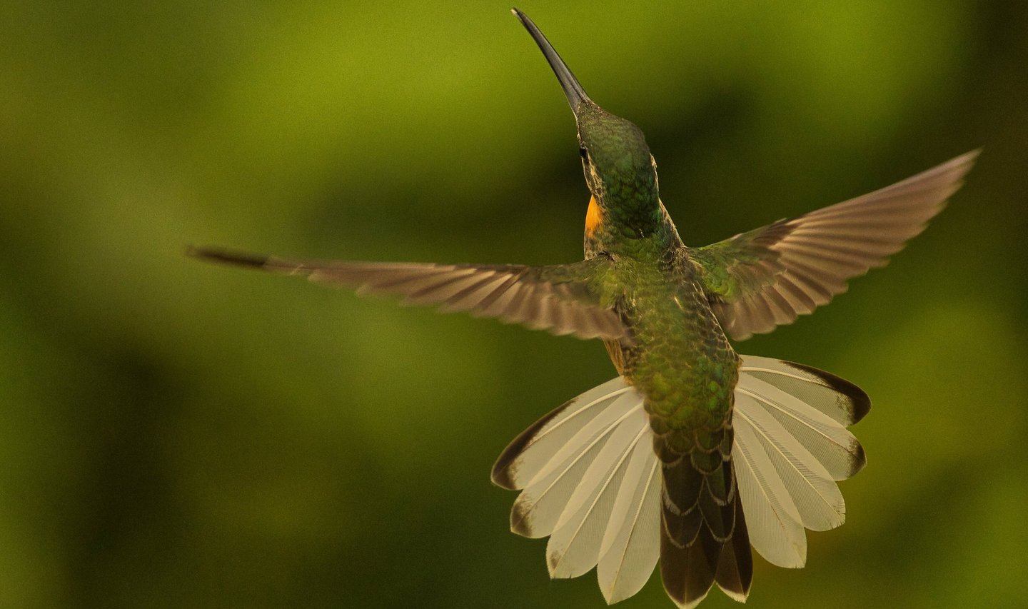 Birdwatching Photography Expedition in Manu