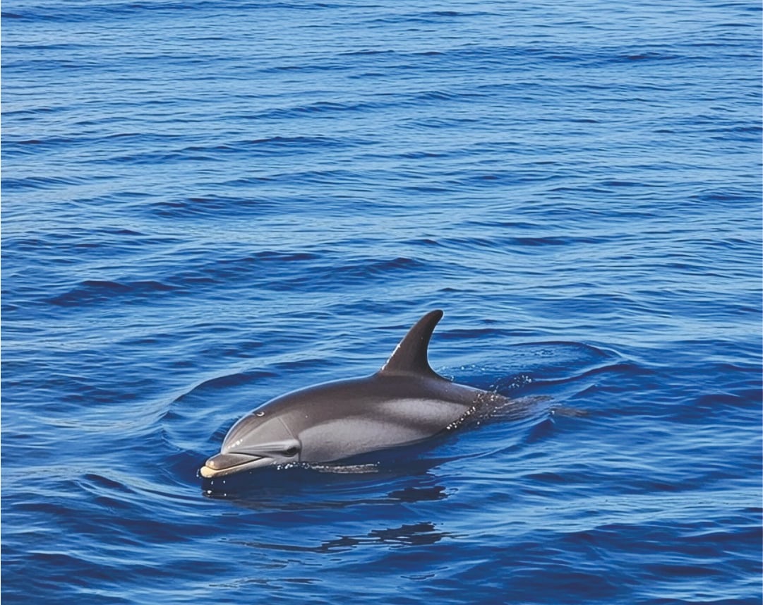 dolphin in puerto banus marbella sea