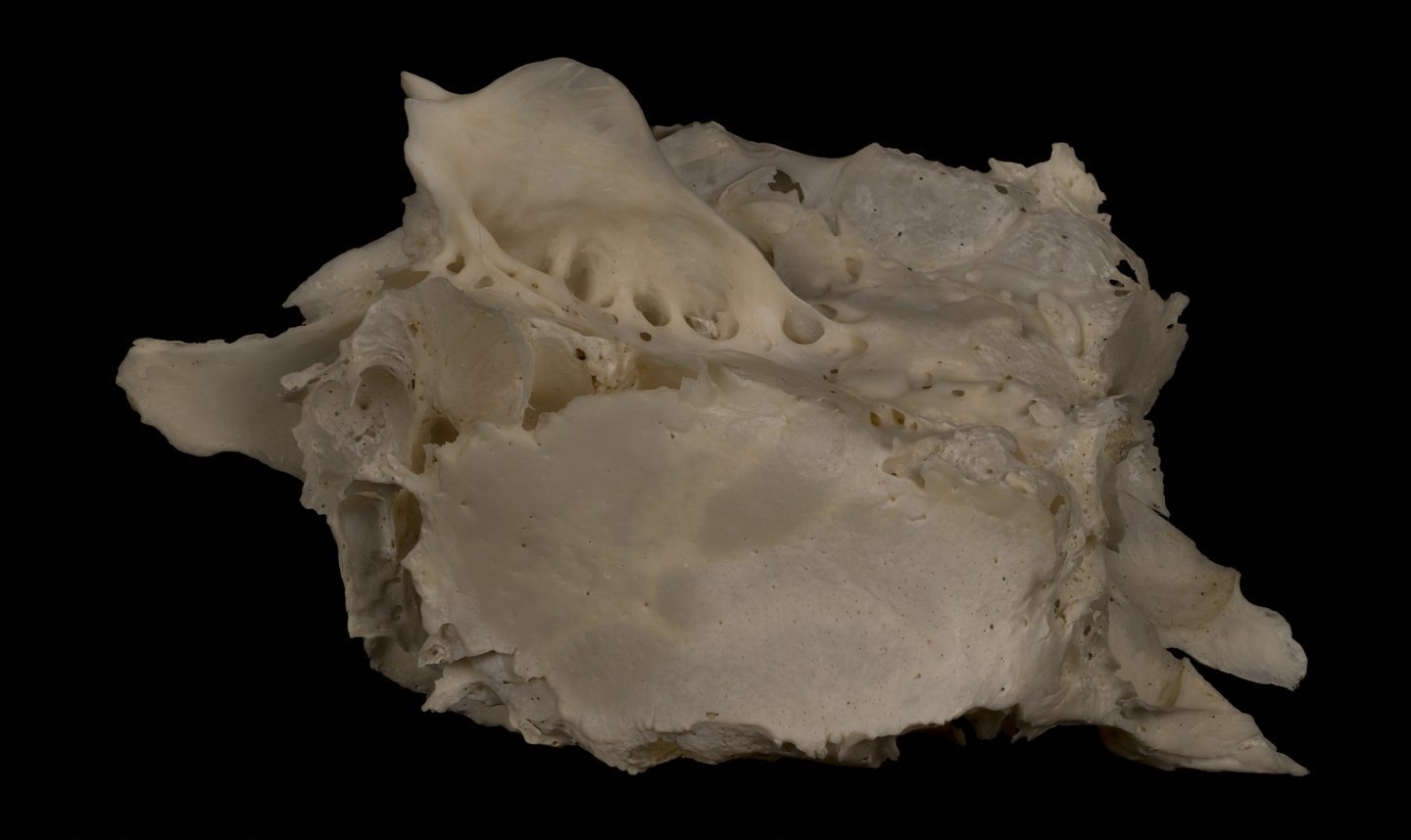 High resolution photo of a human ethmoid bone specimen from the left side