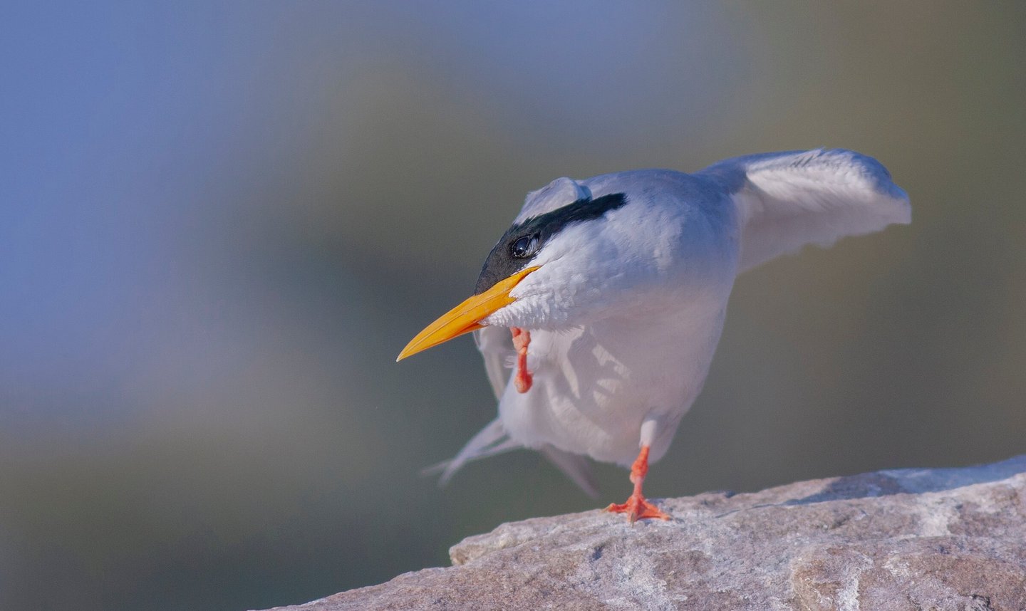 River Tern - Birding Tours in Central India
