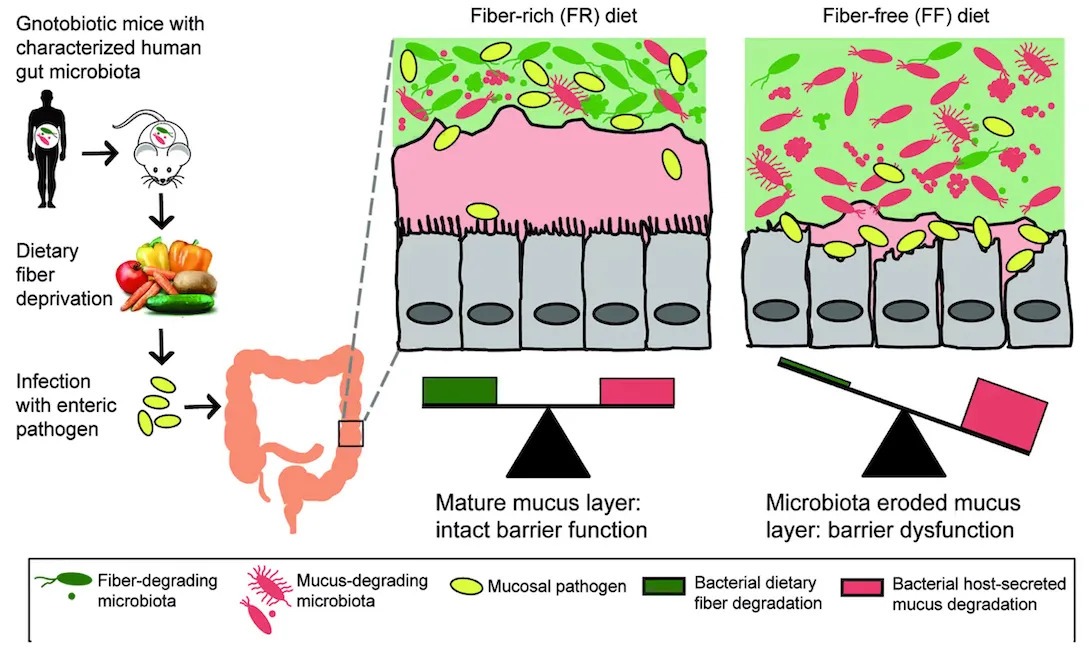 fiber rich vs fiber free gut
