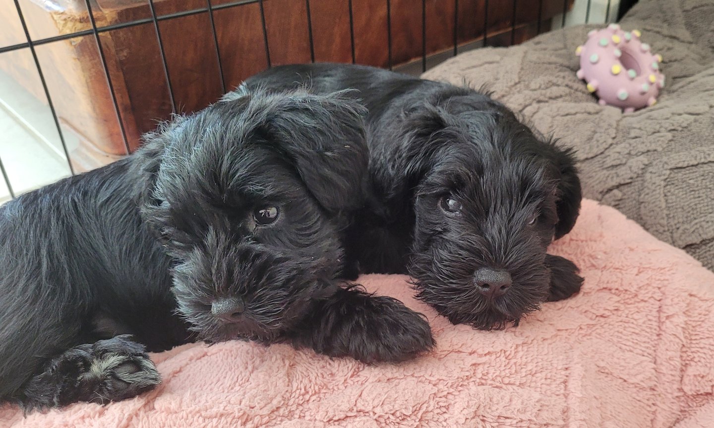Bébés Schnauzer sur des coussins