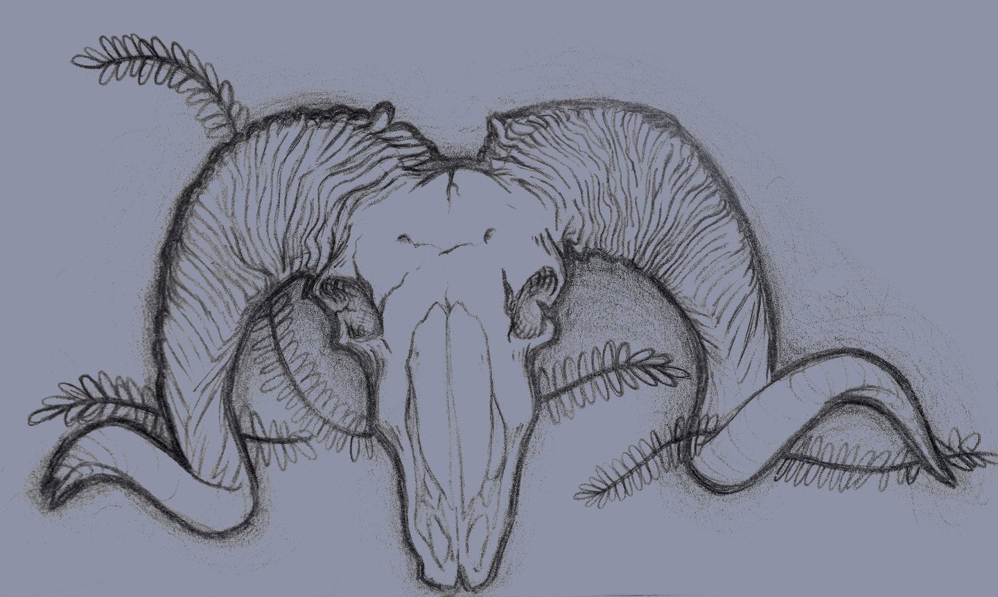 pencil in sketchpad drawing of a ram skull as seen in a shop in Jerome Arizona.
