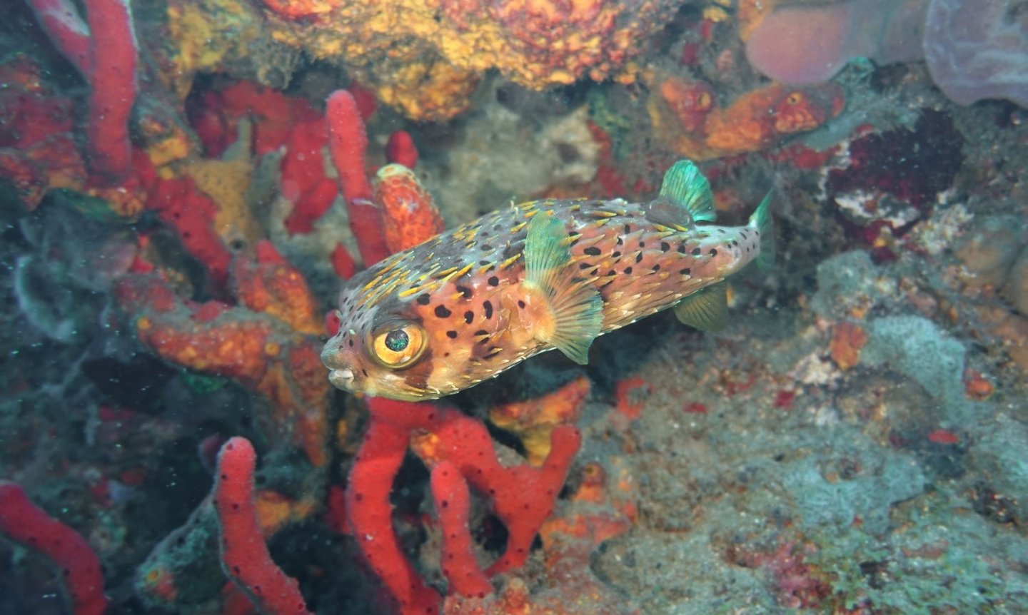 Balloonfish hovering among colorful red and orange reef sponges