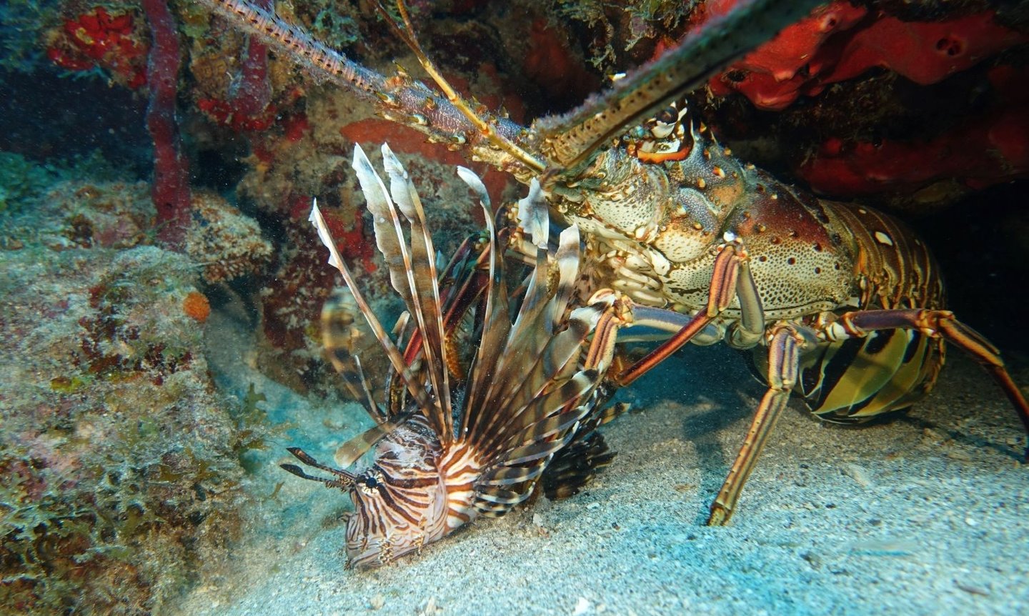 Caribbean spiny lobster feeding on an invasive dead lionfish