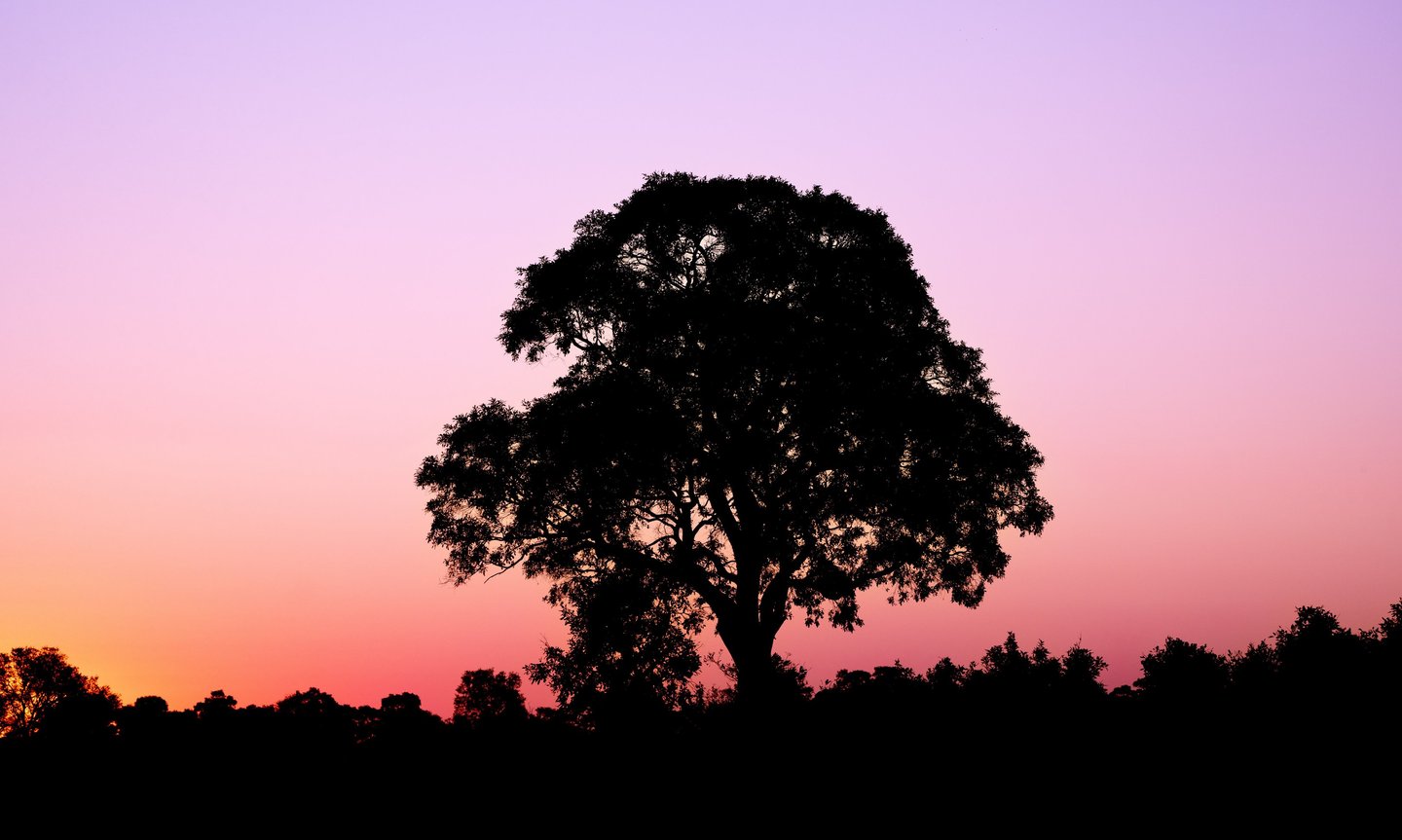 photo d'un arbre pendant le sunset rosâtre dans la savane du Botswana