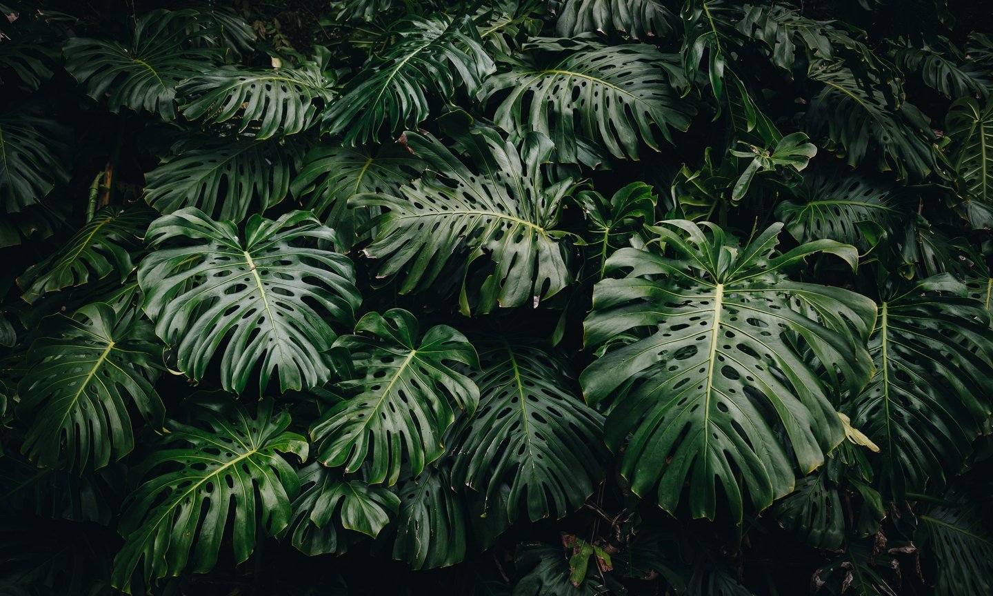Fully fenestrated mature Monstera deliciosa growing in the wild