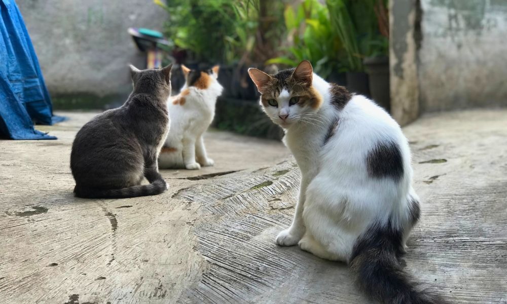 Cats in the backyard; community cats