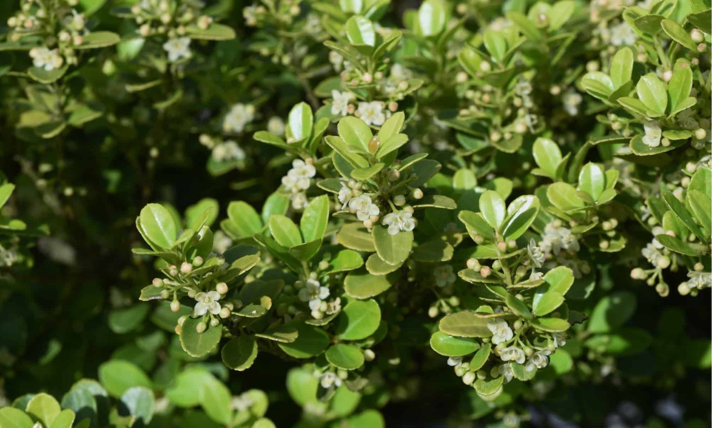 a Japanese Holly bush with leaves and white flowers