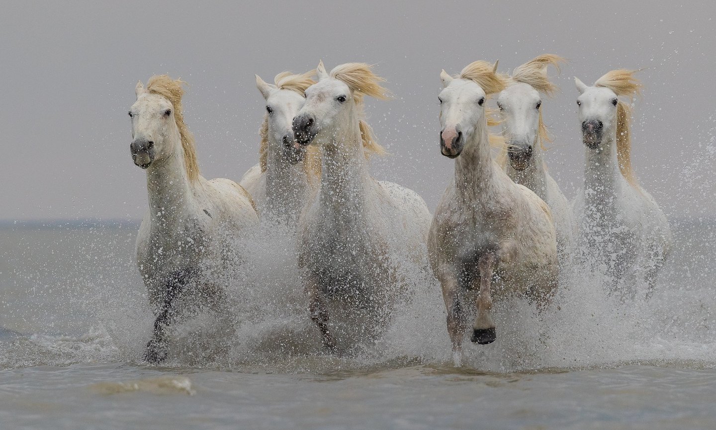 A herd of white Camargue horses galloping through ocean water with splashing waves.