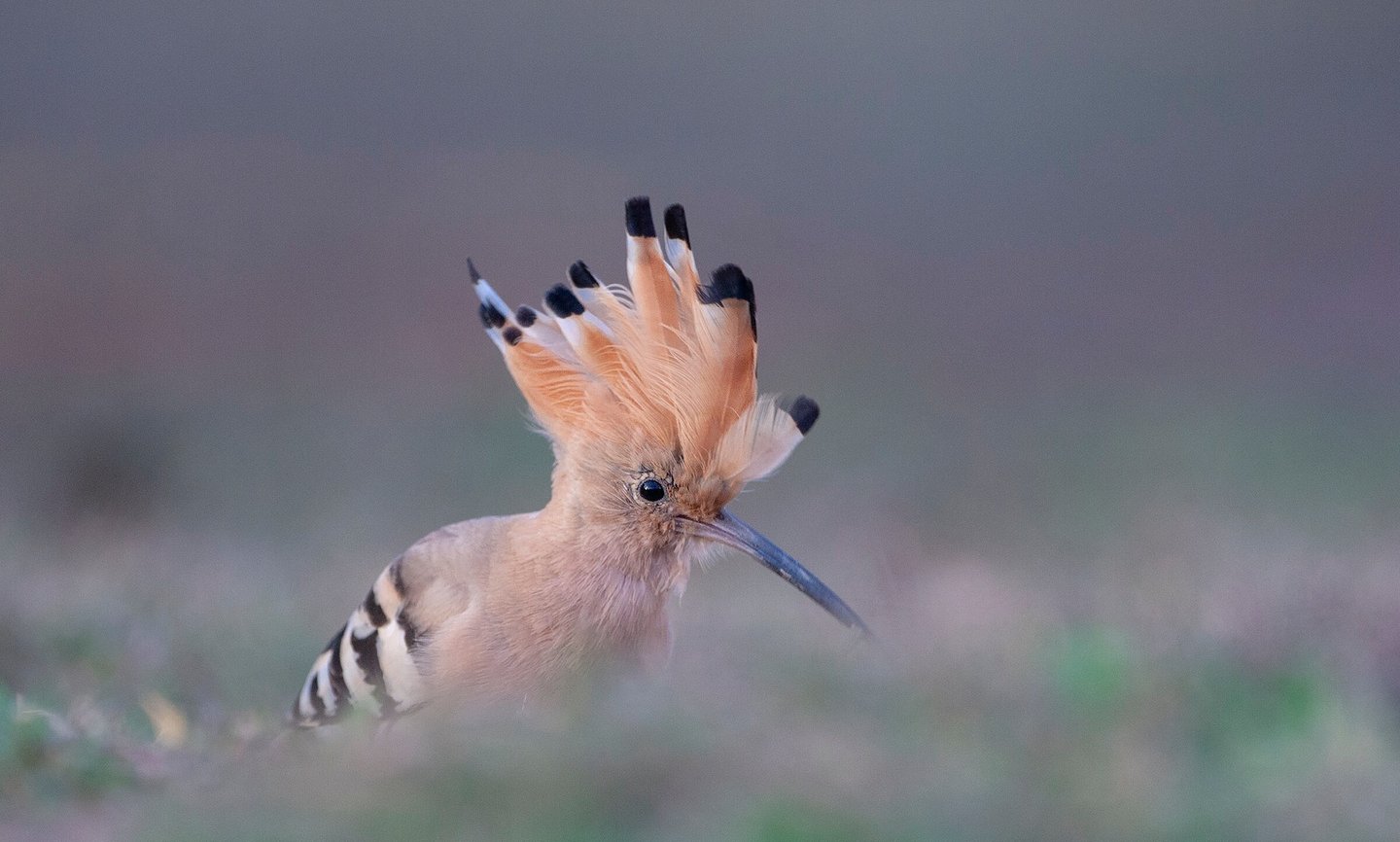 Common Hoppoe - Bird Photography in India