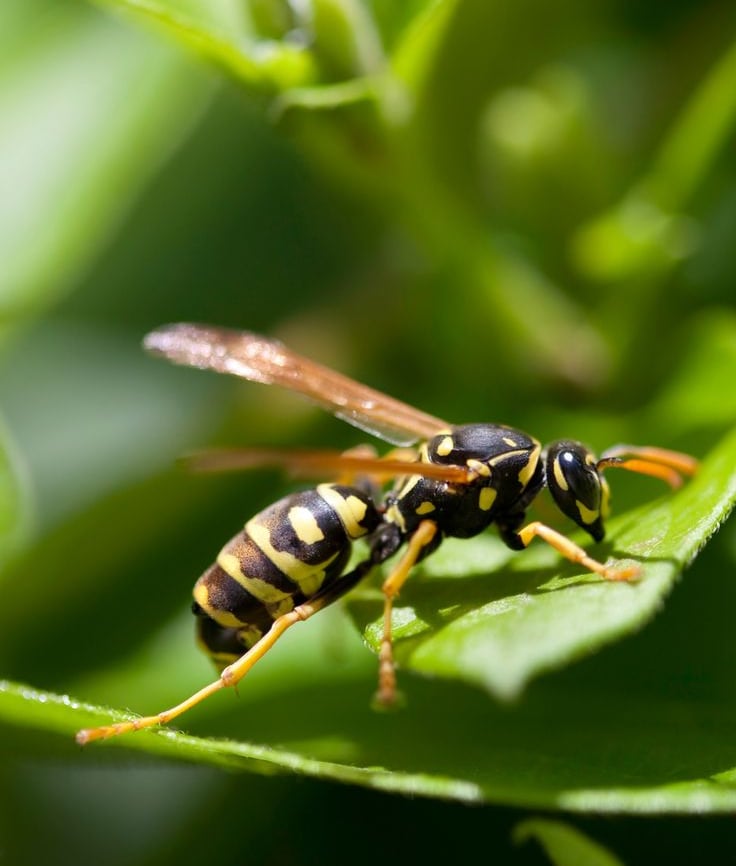 Differents types de guêpes Alsace et Territoire de Belfort 