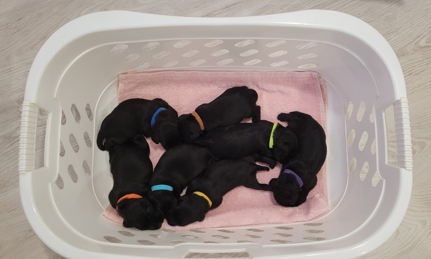 Chiots Schnauzers nains ages de 15 jours 