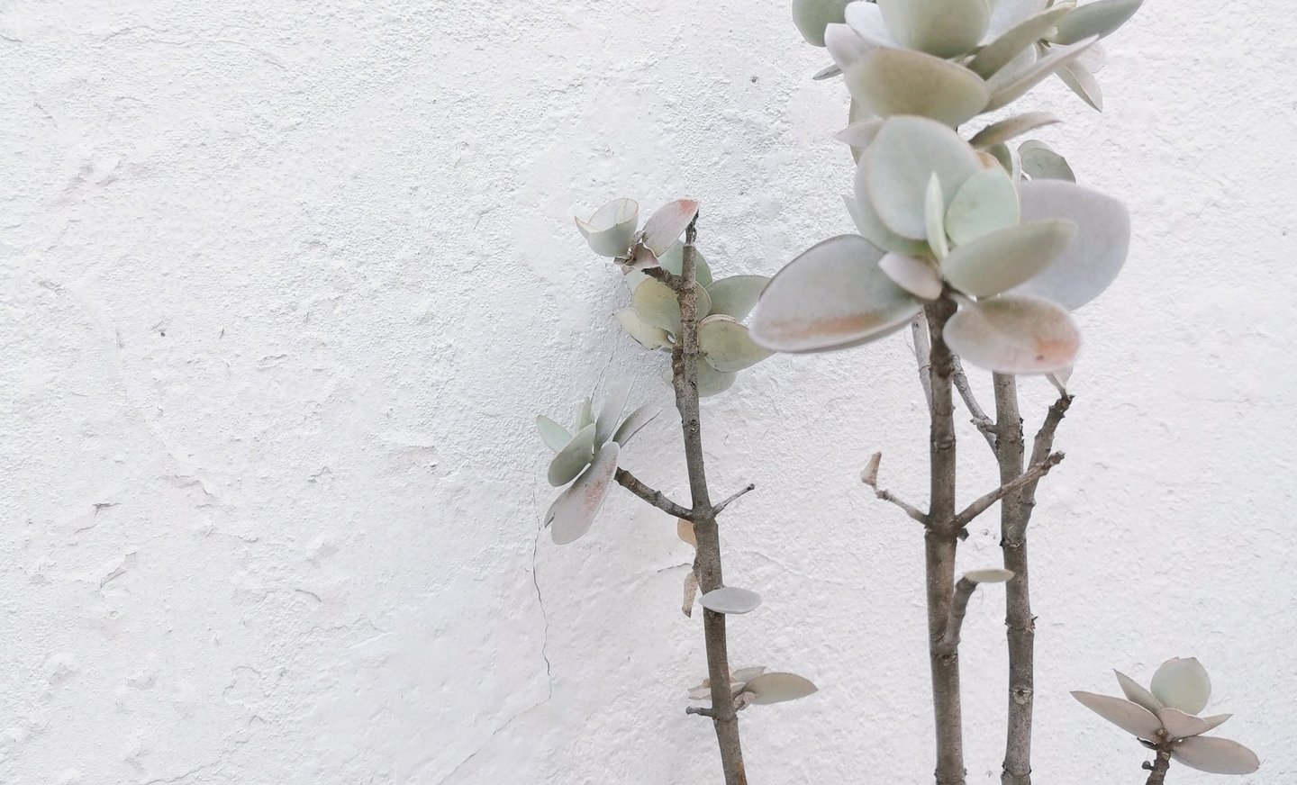 plantes, inspiration, beauté, poésie