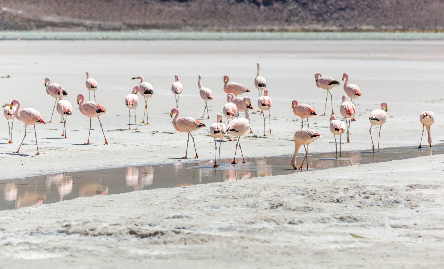Salt Flat Uyuni Landscape & Nightscape Photography Tour 9D/8N