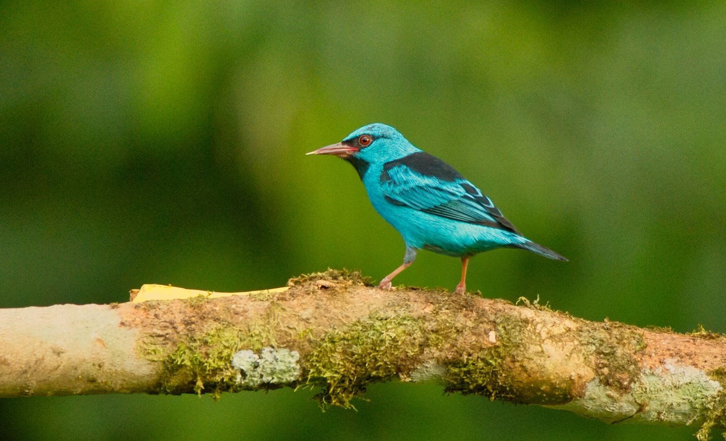 Photography & Birdwatching Manu National Park by Bus 8 Day Amazon Wildlife