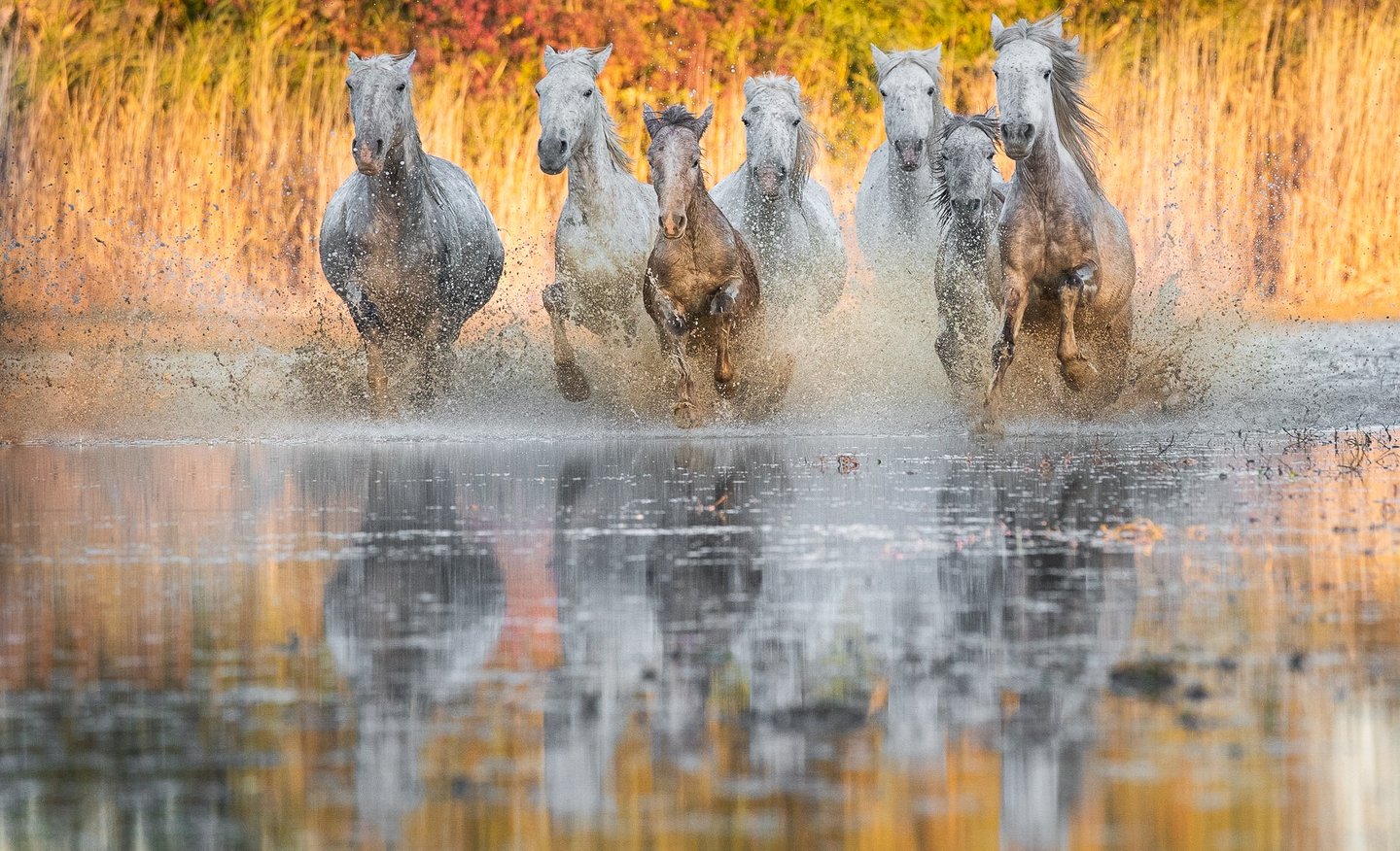 A herd of white Camargue horses galloping through shallow marsh water with golden autumn foliage reflections.