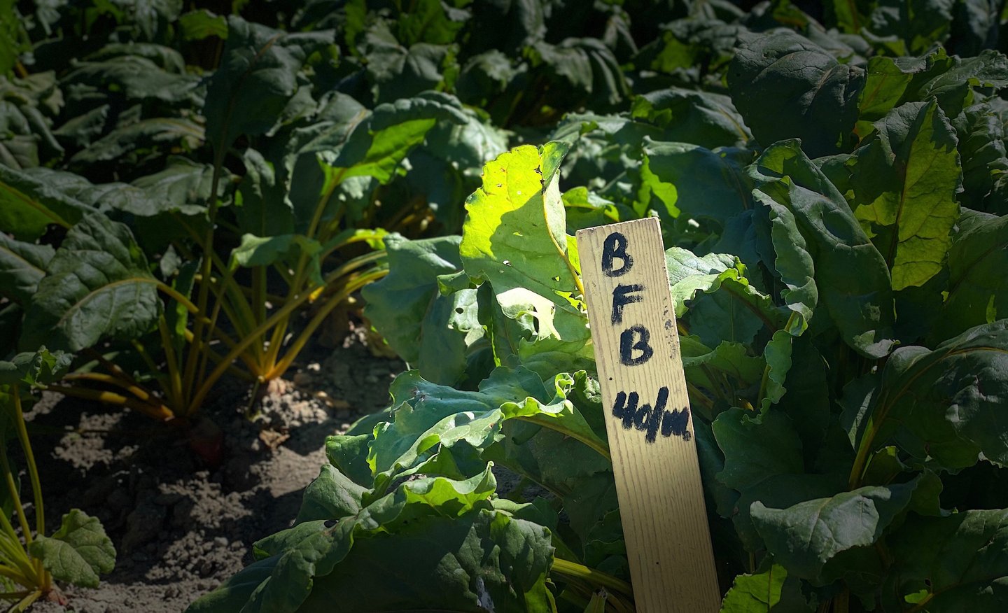 Beadger Flame Orange bede i tætte rækker på mark med plante skilt