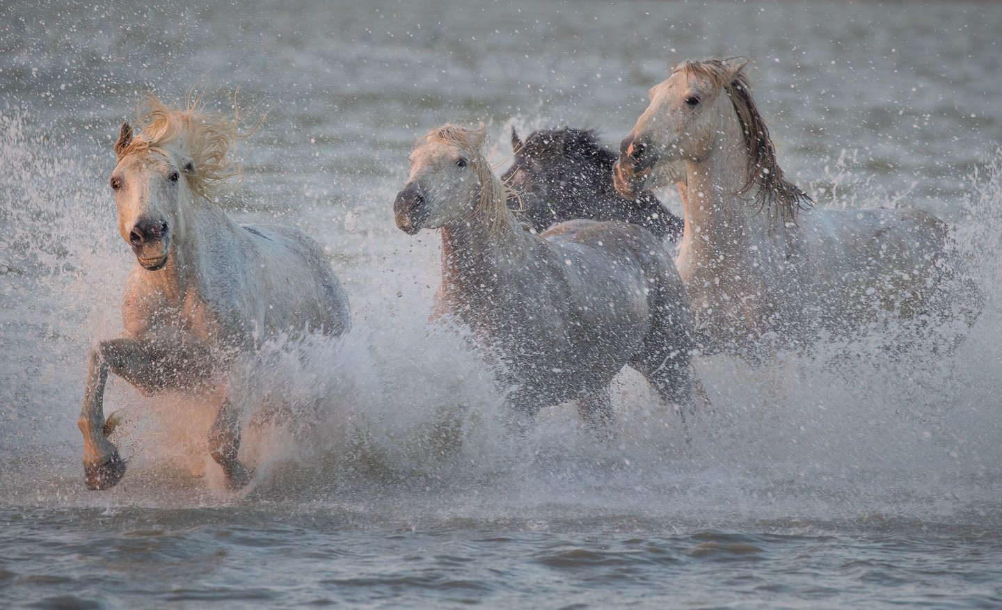 Wild white Camargue horses galloping through water with dramatic ocean spray.