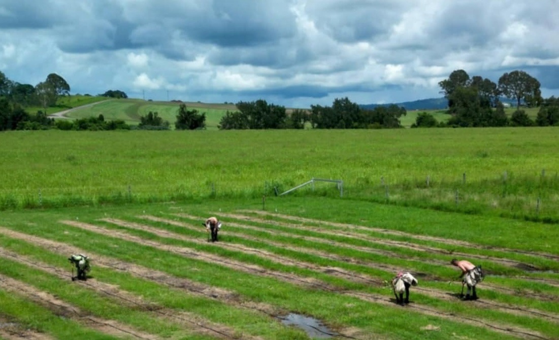 tree planters planting a variety of trees and plants in a rural green field under a cloudy sky.