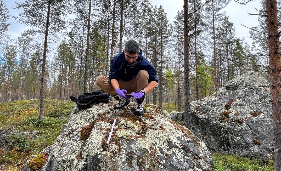 Dr. Hasan Tükenmez of Nordic BioConsult AB conducting fieldwork for lichen restoration.
