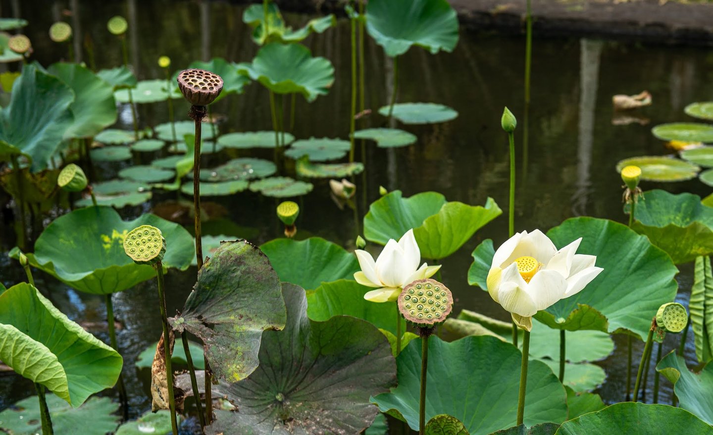 Lilies at Mauritus botanical gardens