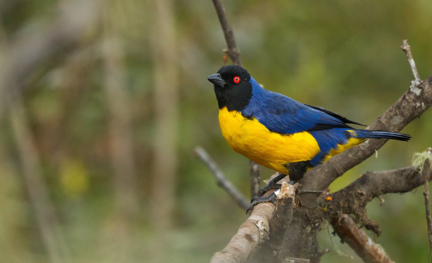 Colombia Andes Bird Photography Tour