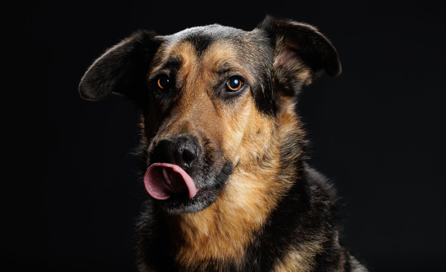 Portrait chien studio finistère brest