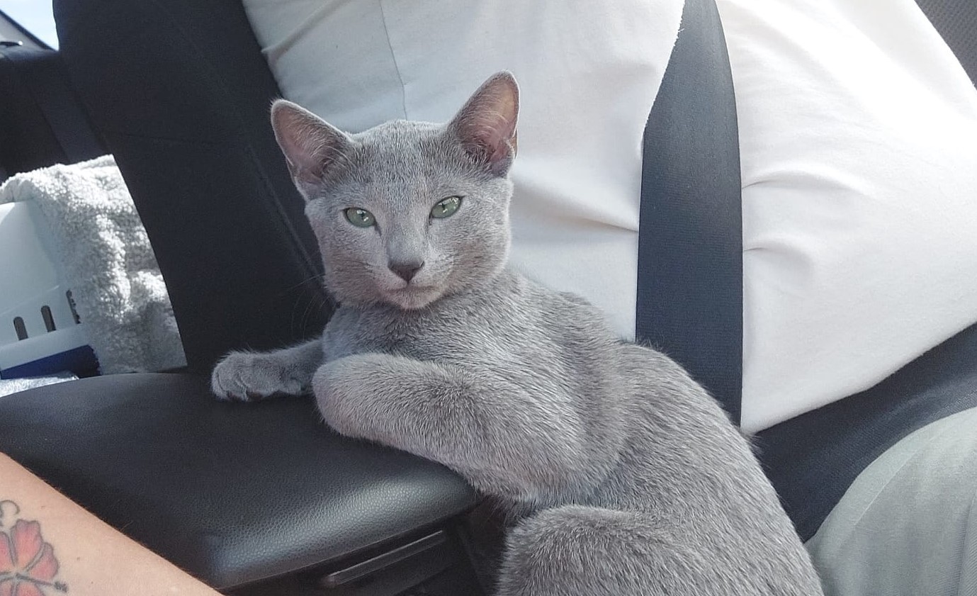 hat bleu russe chatterie Obsidian cats départ