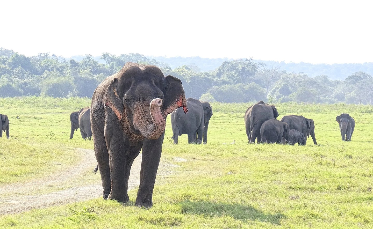a herd of elephants walking across a grassy field
