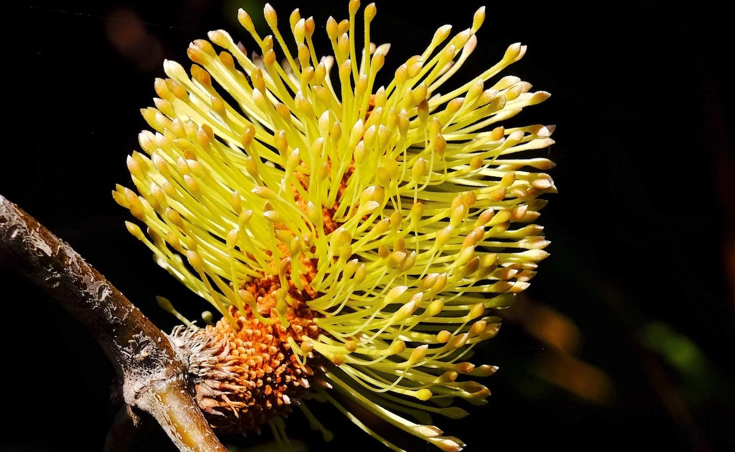 a yellow banksia flower 