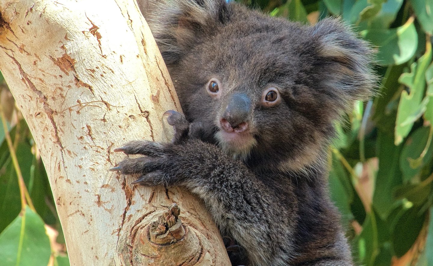 a young koala up a gum tree 
