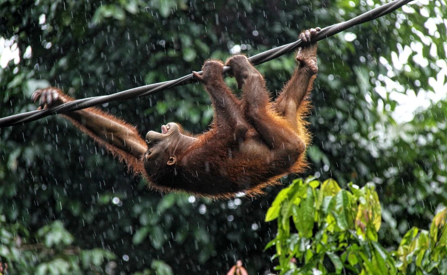 Orangutan hanging in the rain