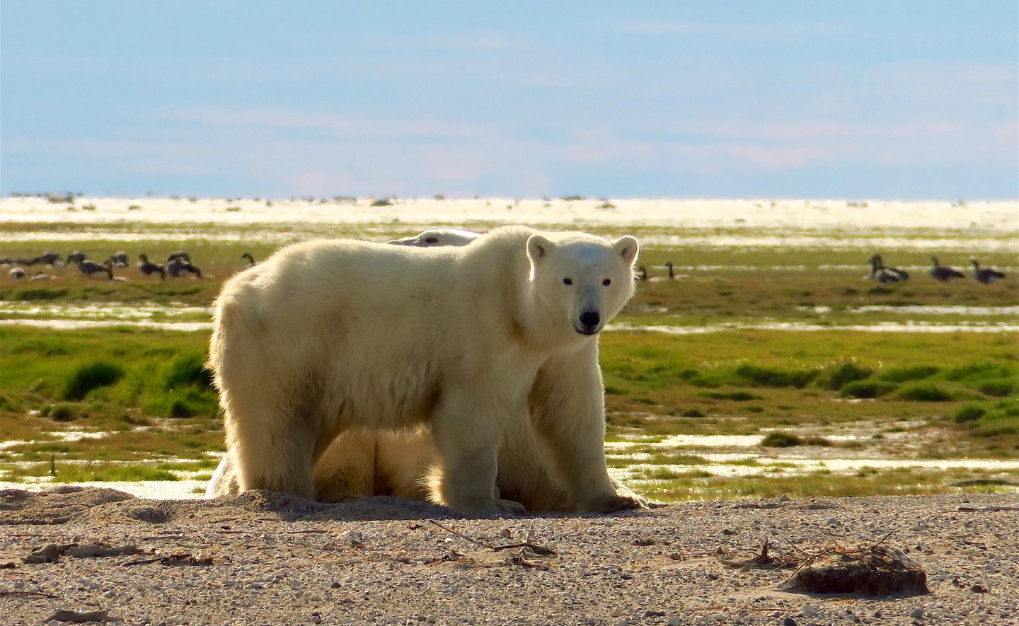 a polar bear standing on a sandy beach
