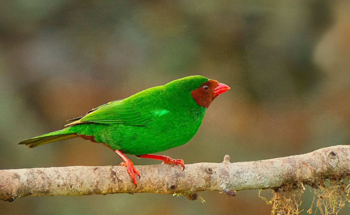 manu national park tour