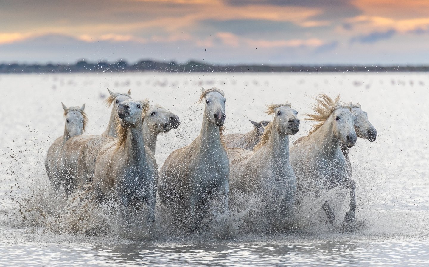 A herd of white Camargue horses galloping through shallow water at sunset with dramatic splashing.