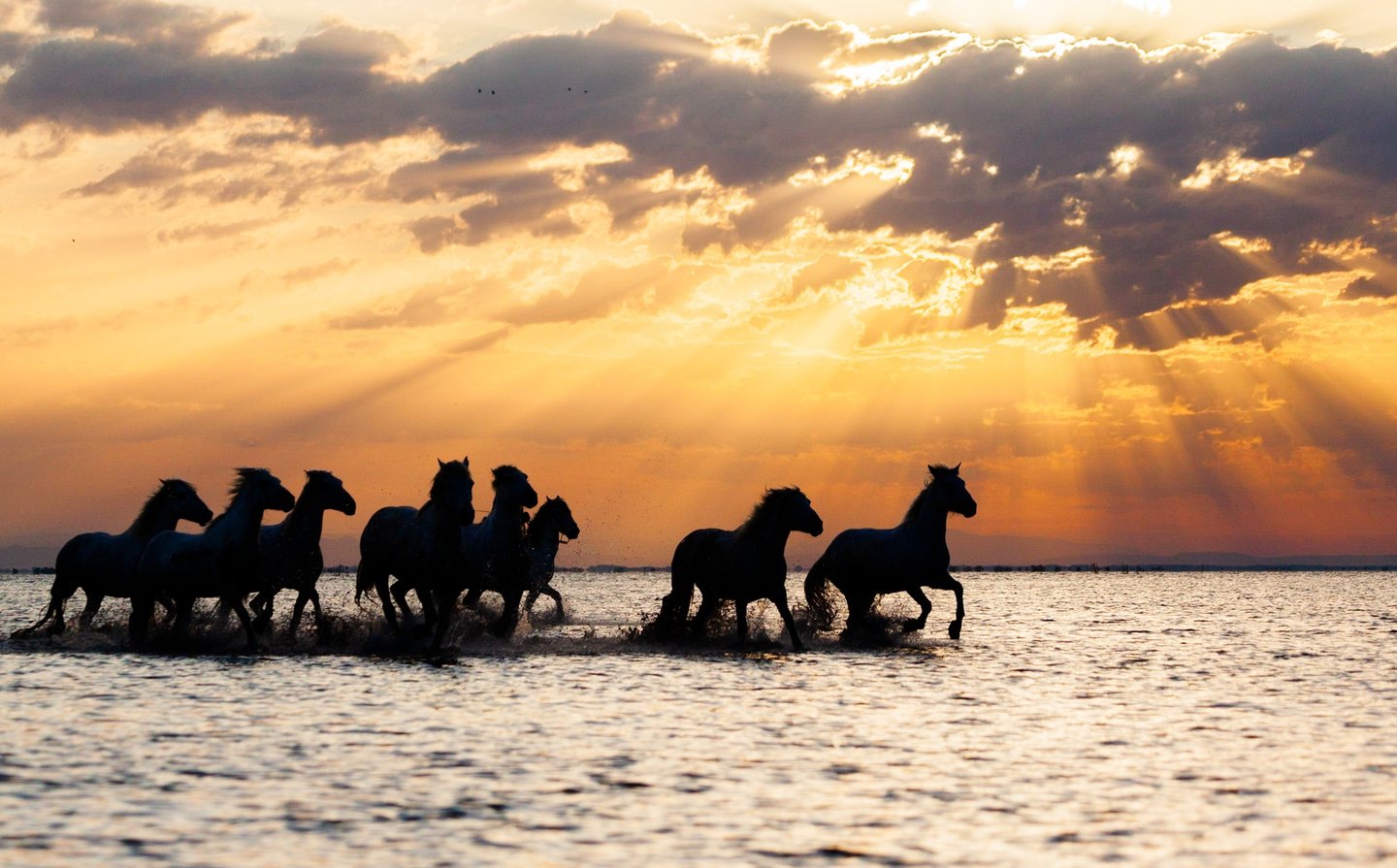 A herd of wild horses galloping through water at sunset with golden sun rays piercing through clouds.