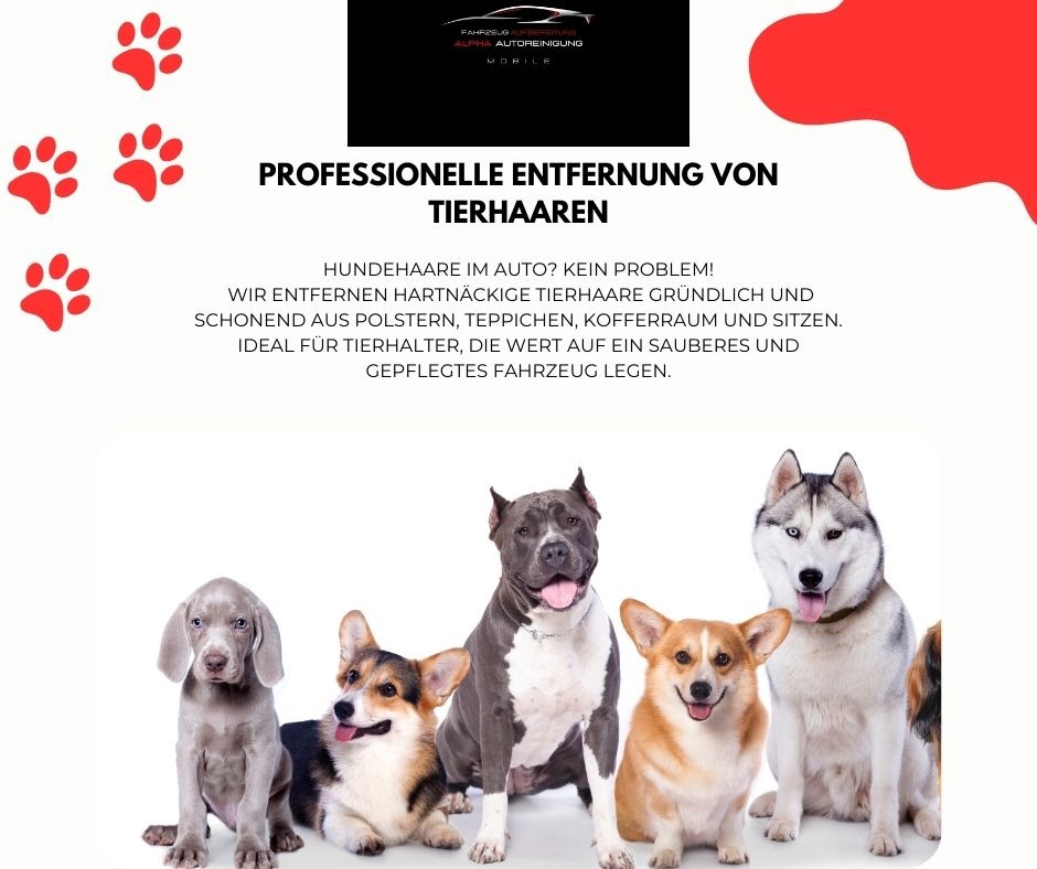 Entfernung von Tierhaaren im Auto Linz professionelle Reinigung